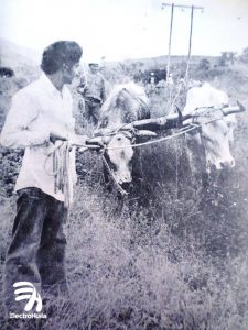 Persona, vacas, electrificación 70", electrohuila